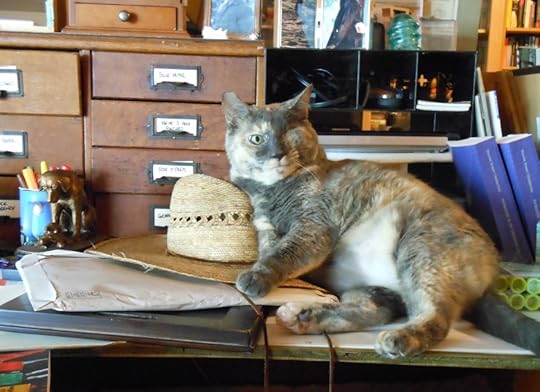 cat lying on a hat