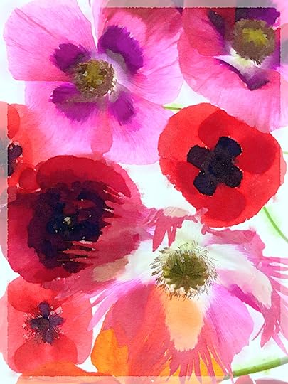 Poppies © Harold Davis