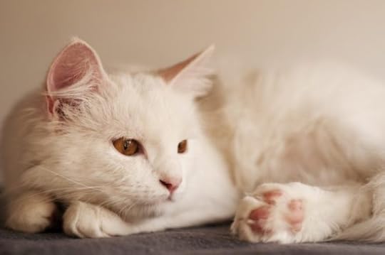 cat-dies-during-pandemic