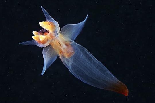 Sea angel photographed in Russia's Arctic waters