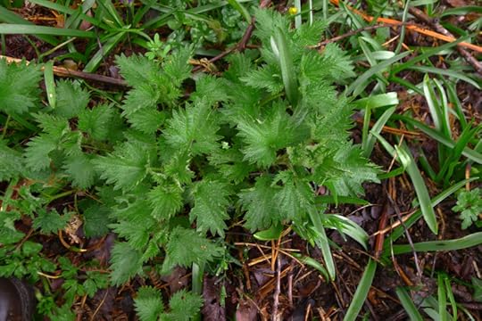 Nettletops
