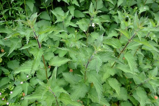 Midsummer nettles