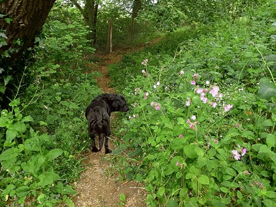 Nettle hunter at work