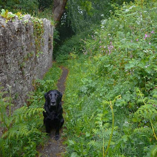 Nettle hound