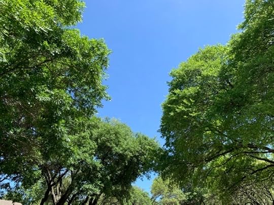 trees1