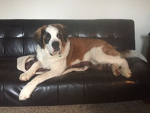st bernard on the couch - Google Search