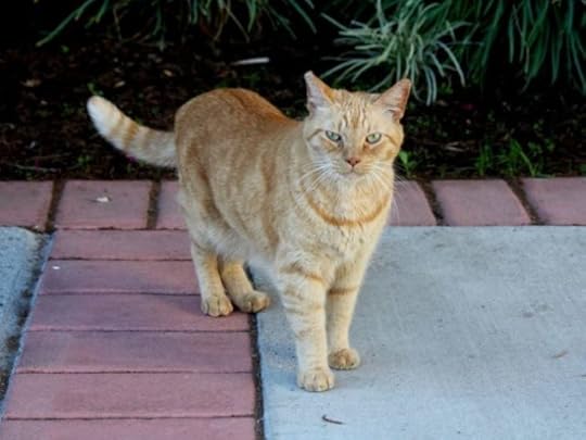orion-aztec-cats
