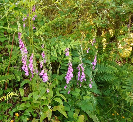 Foxgloves
