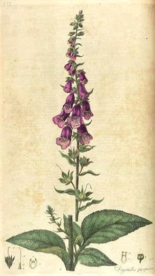 Foxglove