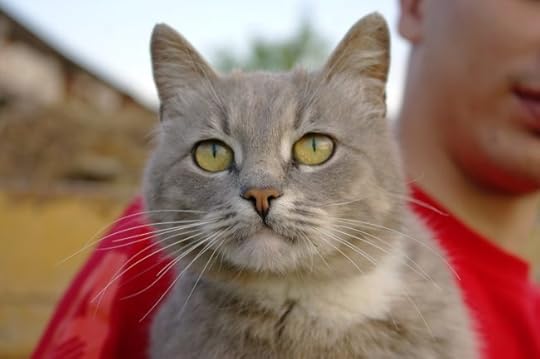 pet-adoption-pandemic