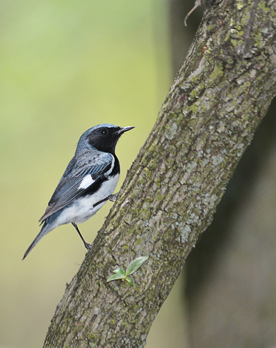 Black throated blue warbler. From Let The Nature Conservancy Help You Find Great Birds Around the Great Lakes