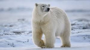 polar bear - Google Search