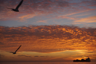 Sea late golden sky birds boatLamorna Ash
