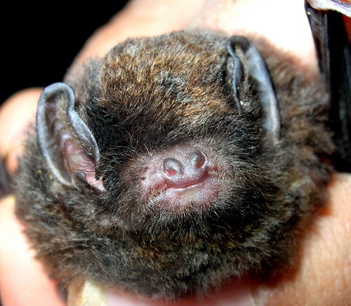 miniopterus magnatus