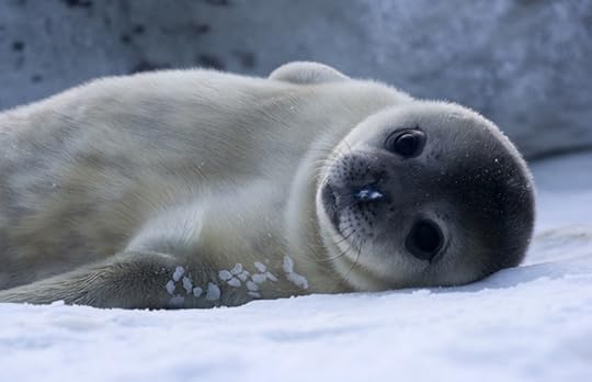 4 cute animals to look up for a quick pick-me-up