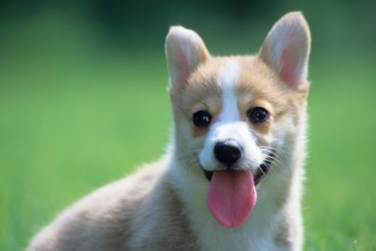 11 cute animals to make you feel a little better about the state ...