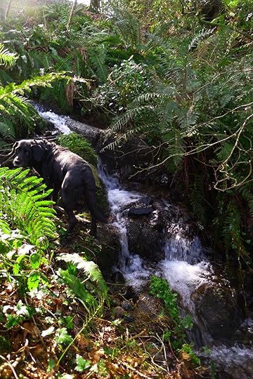 Waterfall on Nattadon Hill