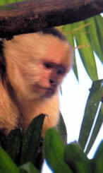 monkey