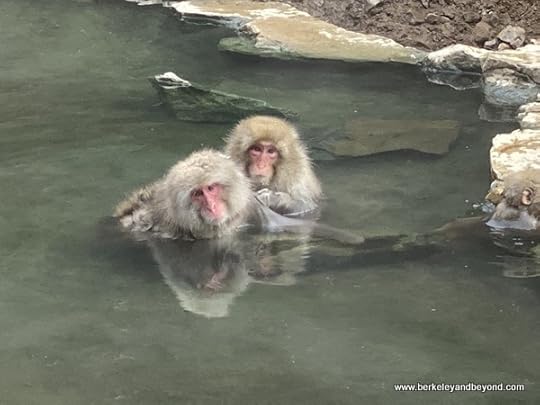 Japanese snow monkeys in hot springs in Jigokudani Yaen-Koen Snow Monkey Park in Nagano, Japan