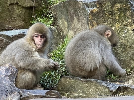 Japanese snow monkey babies in Jigokudani Yaen-Koen Snow Monkey Park in Nagano, Japan