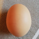 egg is shell