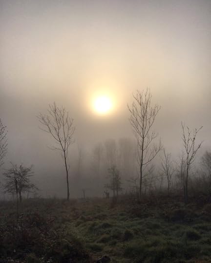 Misty woods during lockdown in Scotland.