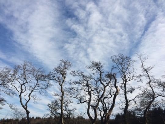 hazel trees on the skyline