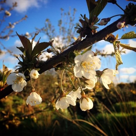 Wild Scottish cherry blossom.