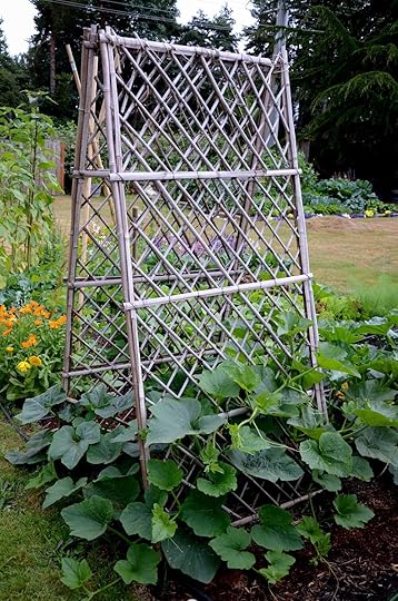 winter squash_trellis.jpg