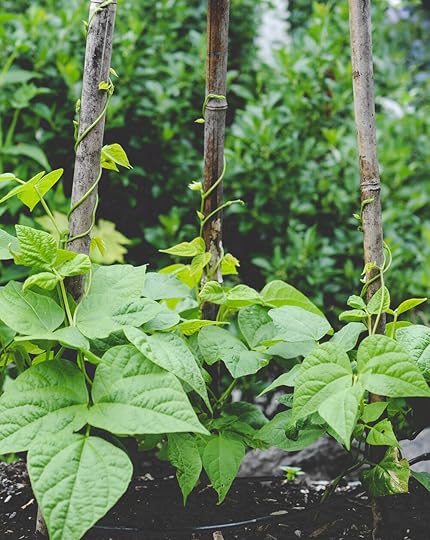 Beans at McKenzie_Seattle Urban Farm Co (1 of 1).jpg