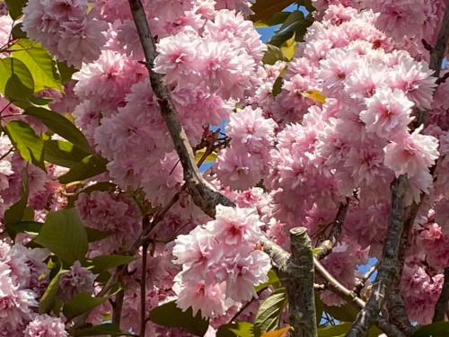 #1 Cherry blossom (1)
