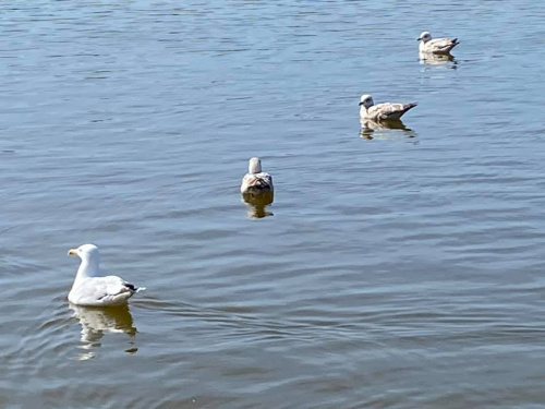 #2 Social distancing seagulls (1)