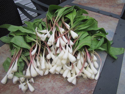 Thomas 'Tank' Baird - ramps