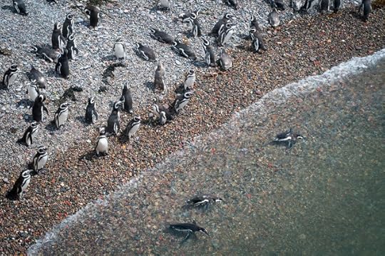 Punta Tombo, Argentina