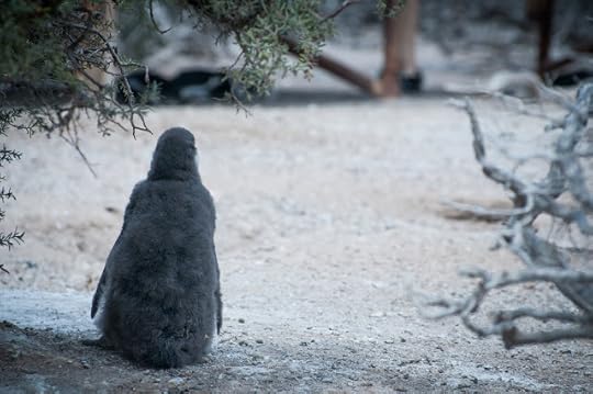 Punta Tombo, Argentina