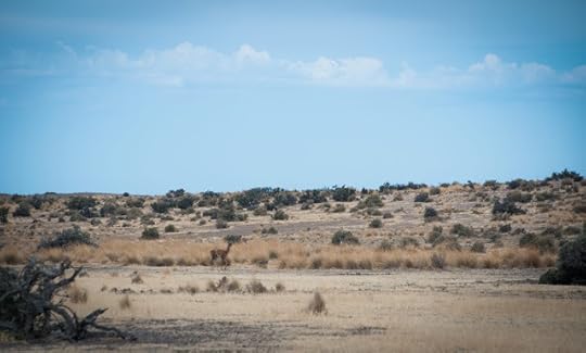 Guanaco; Punta Tombo, Argentina