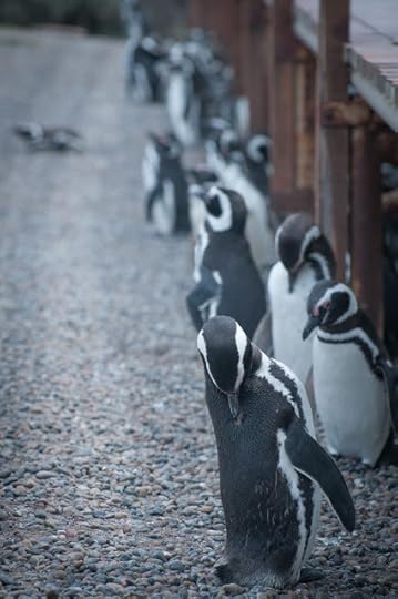 Punta Tombo, Argentina - "Ne adaptam" :-)