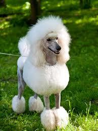 Top 5 Grooming Styles for Poodles - Ty-D-Paws Express - Lincoln ...