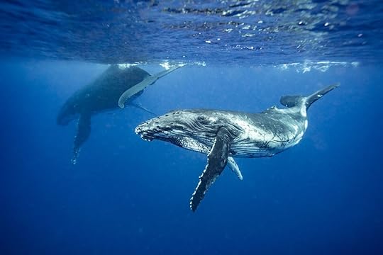 Humpback whale in Tonga