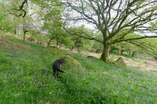 As Tilly and I roved out on a May morning...