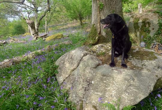 Bluebells in the local Deer Park