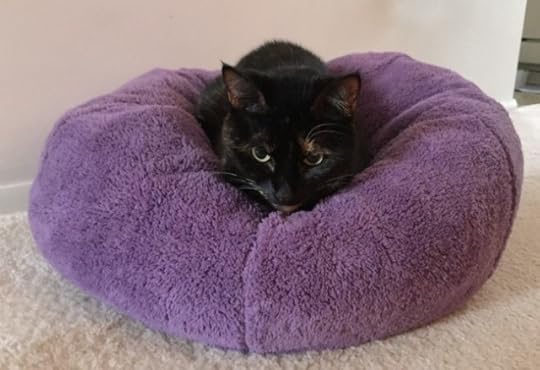 dumpling-cat-bed