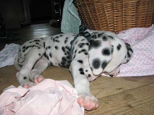 Baby Judea