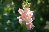 This image has an empty alt attribute; its file name is antirrhinum-4389226_640-1-e1589280681350.jpg