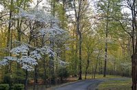 This image has an empty alt attribute; its file name is dogwoods-3664875_640-e1589281142461.jpg