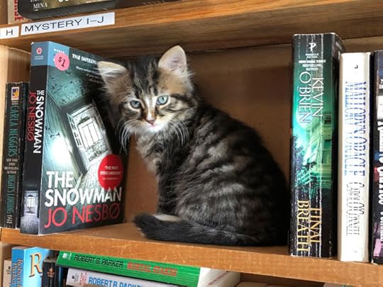 cats in bookstore
