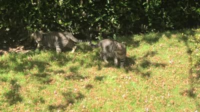 Lawn cats