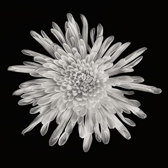 Chrysanthemum © Harold Davis