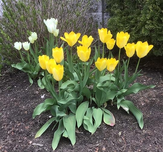 This image has an empty alt attribute; its file name is TulipsSpring2019-1024x954.jpg