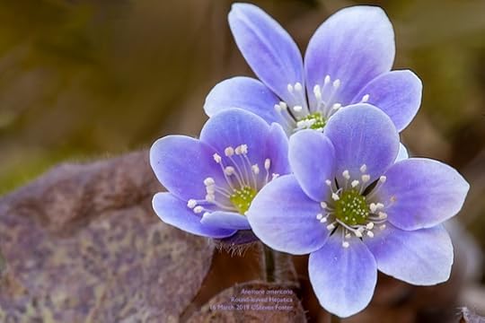 Images and information on Liverleaf, Hepatica americana.
